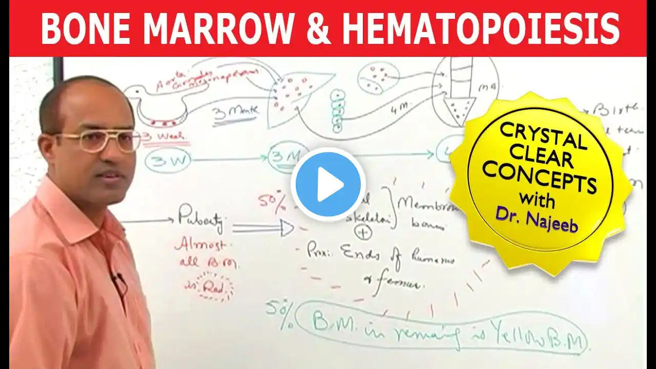 Bone Marrow and Hematopoiesis | Blood Cells Formation