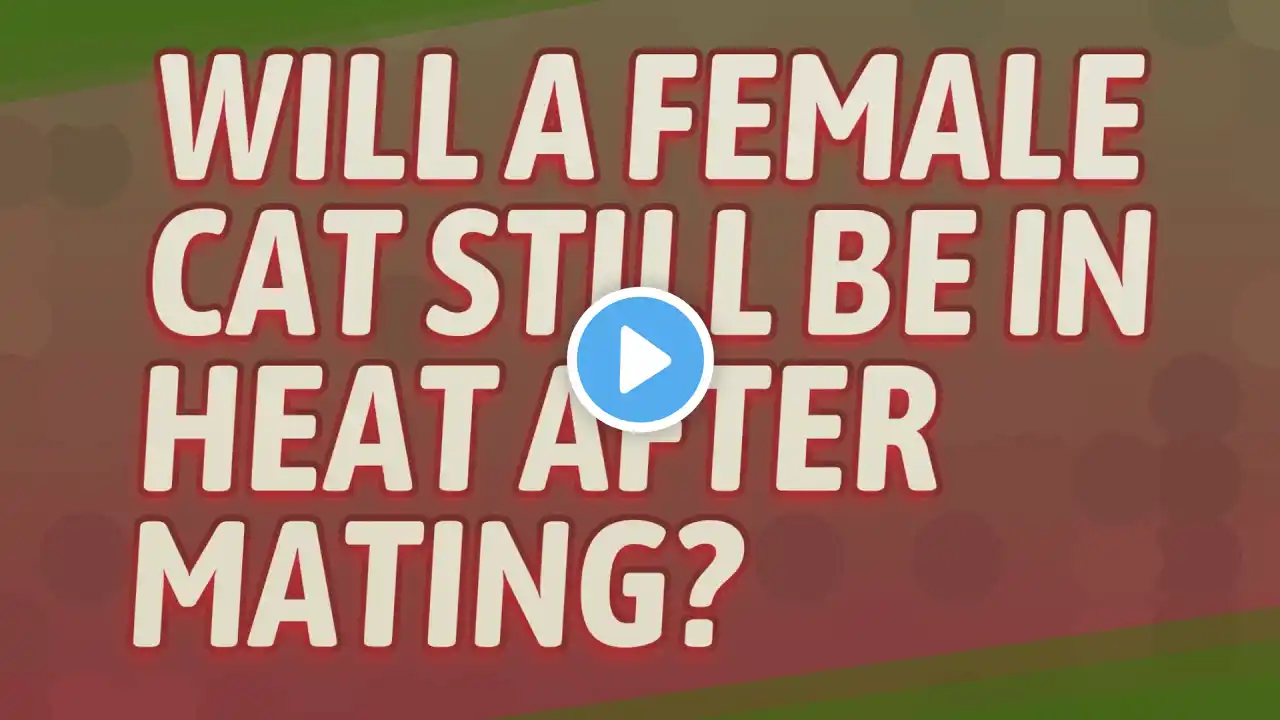 Will a female cat still be in heat after mating?