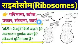 ribosome | ribosomes | ribosome function and structure | ribosomes in hindi | राइबोसोम पूरी जानकारी