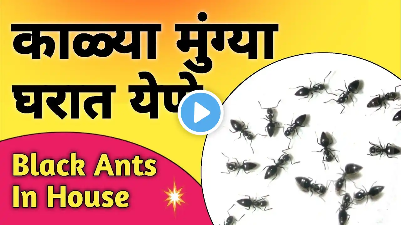 काळ्या मुंग्या घरात येणे | Kalya Mungya Gharat Yene | Black Ants In House | Vastu Tips