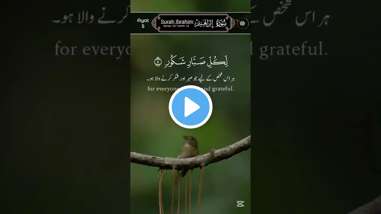 سورة ابراہیم آیت 5 || #shorts #تلاوت #quran #urdu #shortsfeed #Surah_Ibrahim