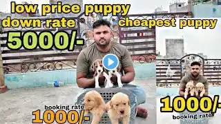 Very Cheapest price puppy available in Delhi and India, shitzu, Poodle, Labrador, golden retriever,