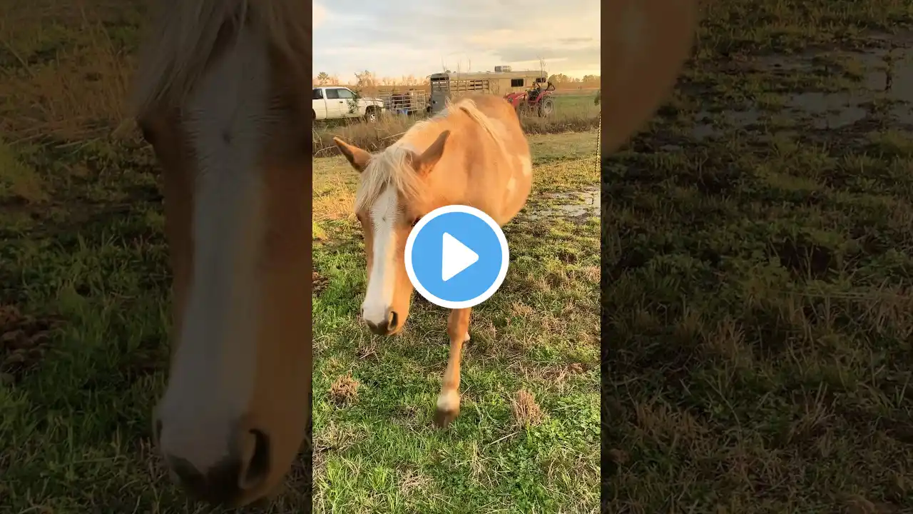 The golden horse! #horses #horse #farm #country #viralvideo #shorts