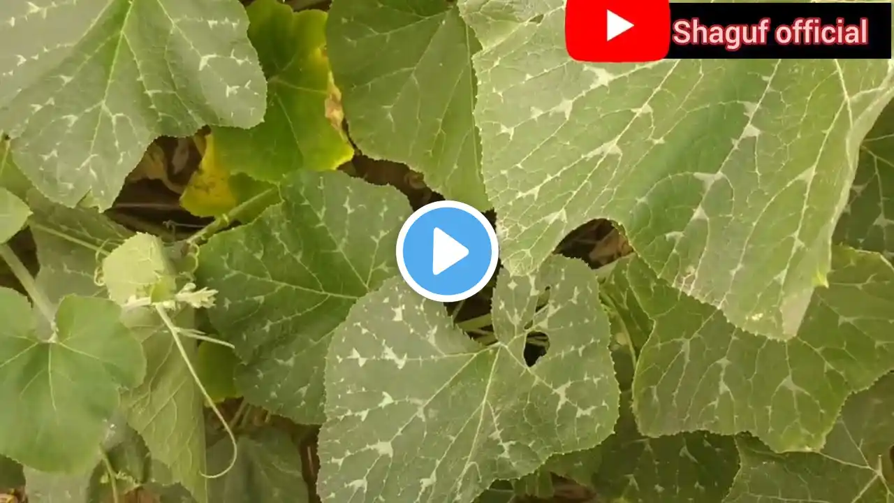 How to grow Pumpkin Plant at home