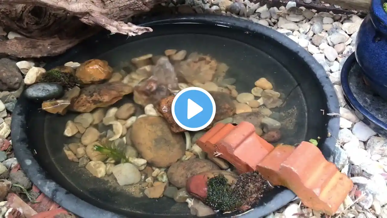 DIY micro wildlife pond - day 3