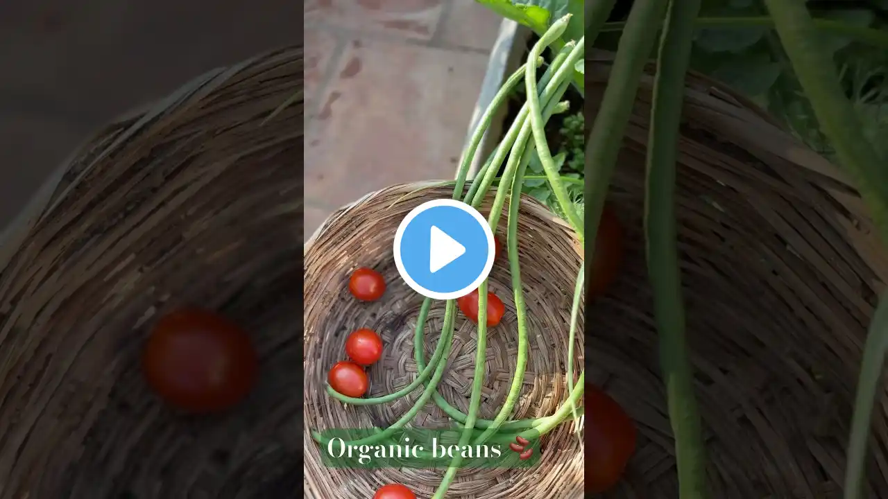 Organic veggies/ beans 🫘 at my terrace #mygreenishnest #trending #viral #terracegardening #shorts