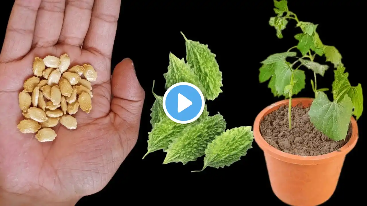 How To Germinate Bitter Gourd Seeds | Karele Ke Beej Kaise Lagaye Easy Way | करेले के बीज कैसे लगाएं