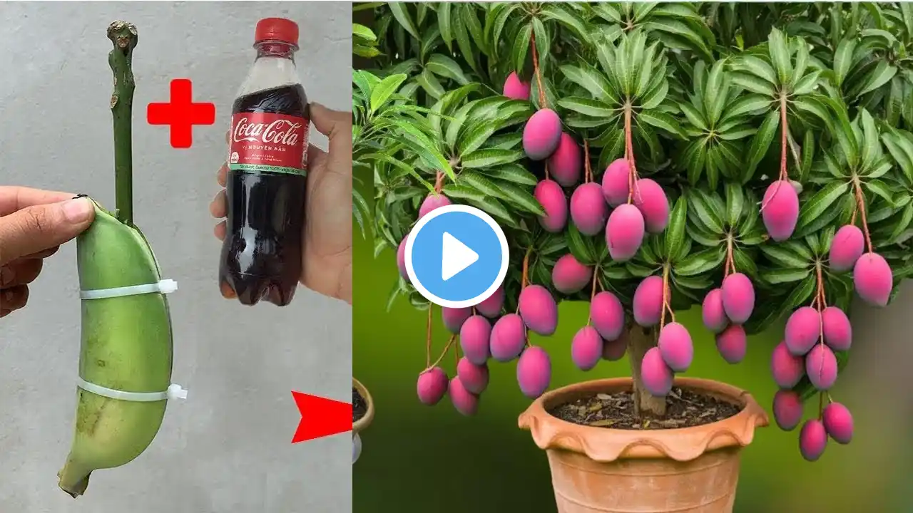 2 super special MANGO breeding techniques from banana and coca, super fast growth