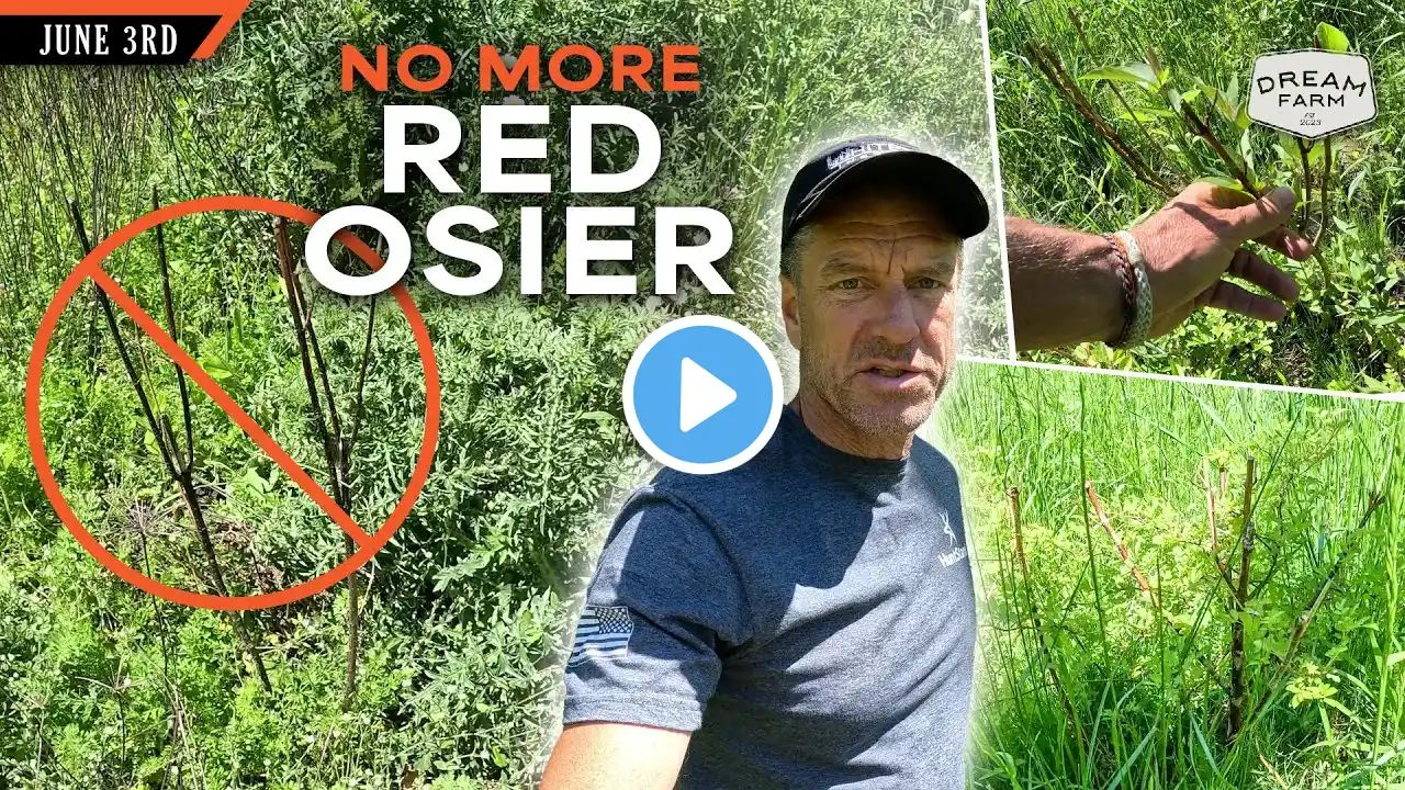 Why I won't Plant Red Osier Dogwood Again | Dream Farm w/ Bill Winke