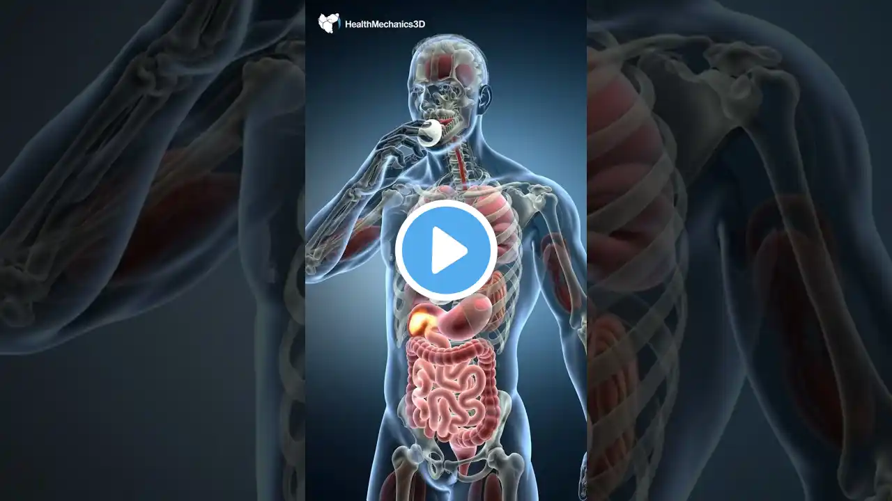 This Is How Your Body Digests a Boiled egg 🥚 || #HealthMechanics3D #Shorts #ScienceFacts