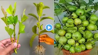 Which is the best method of guava Propagation || How To Grow Guava Tree faster