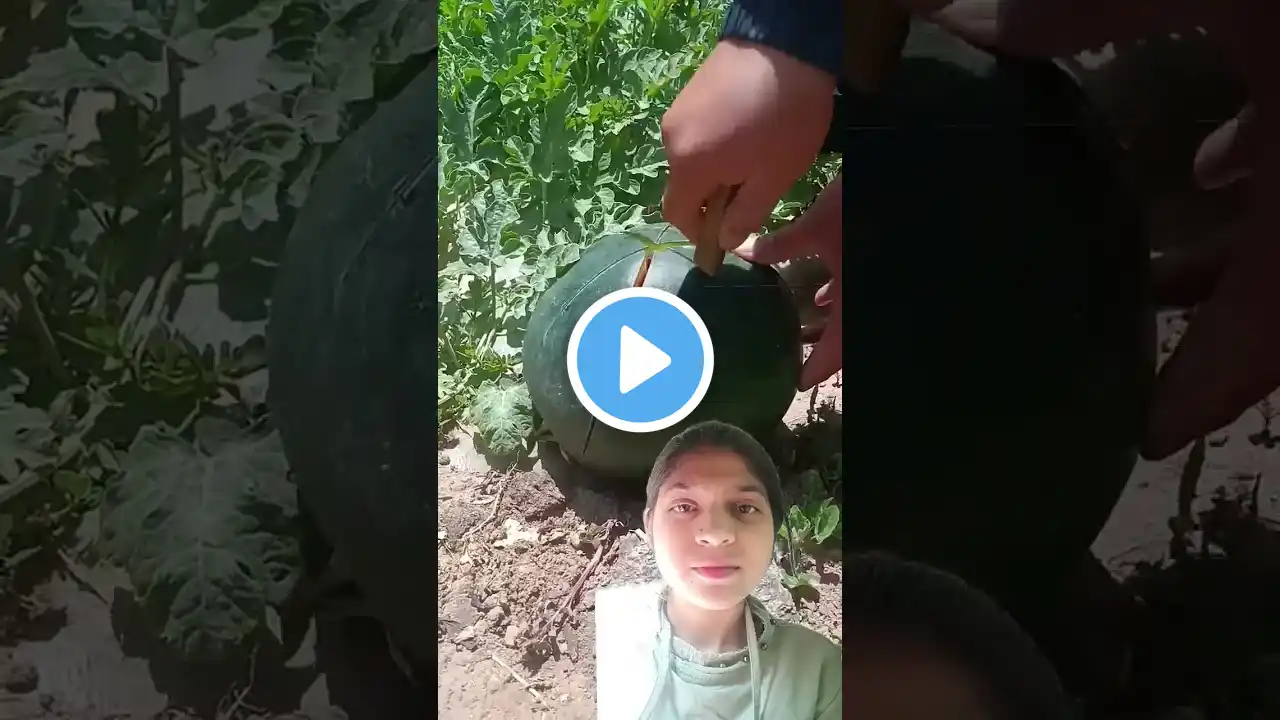 Watermelon cutting #youtubeshorts #watermelon #fruitcarvingwatermelon #cuttingskills#shortsvideo