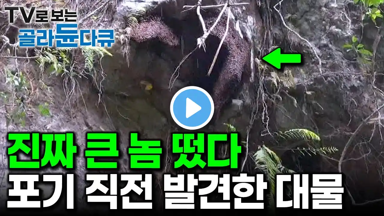 오늘도 글렀구나 싶었는데… 드디어 마주친 커다란 야생 벌집|자연산 목청 찾으러 왔다가 발견한 대물 석청|해발 1,000m 오지 산 오르는 인도네시아 목청꾼|극한직업|#골라듄다큐