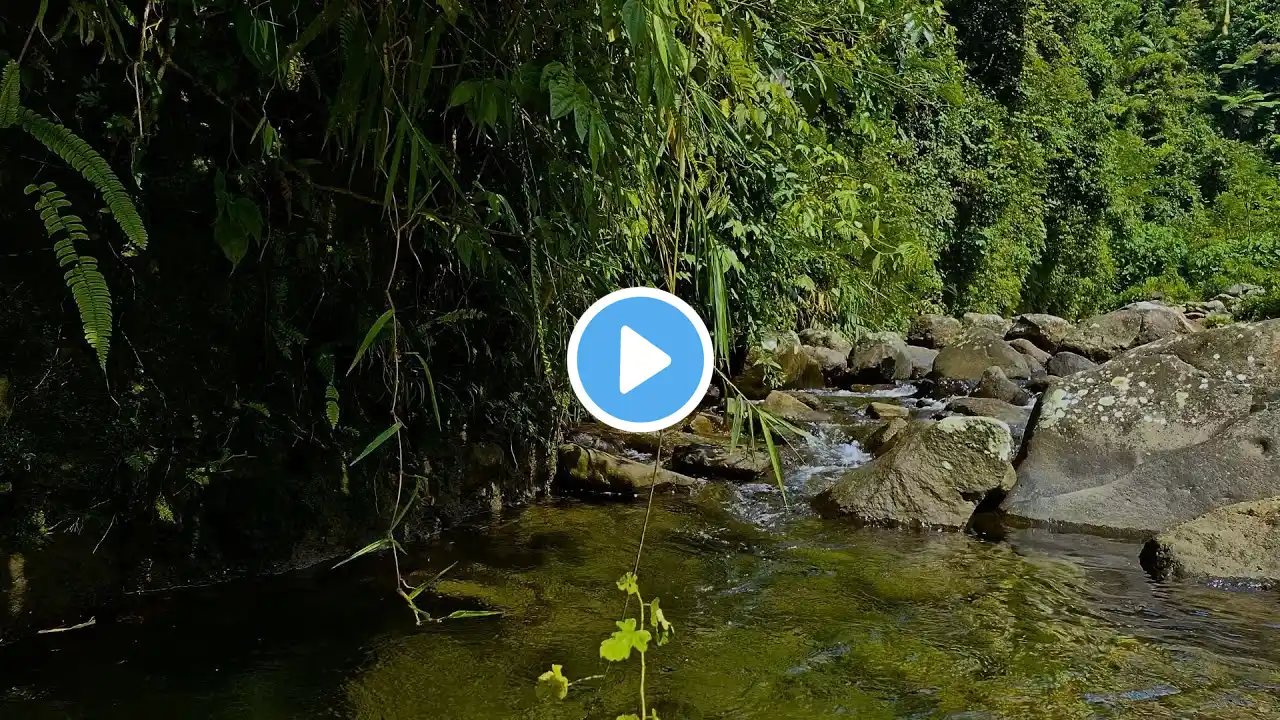 Calming River Flow & Birds Chirping 🎶 Nature Sounds for Sleeping