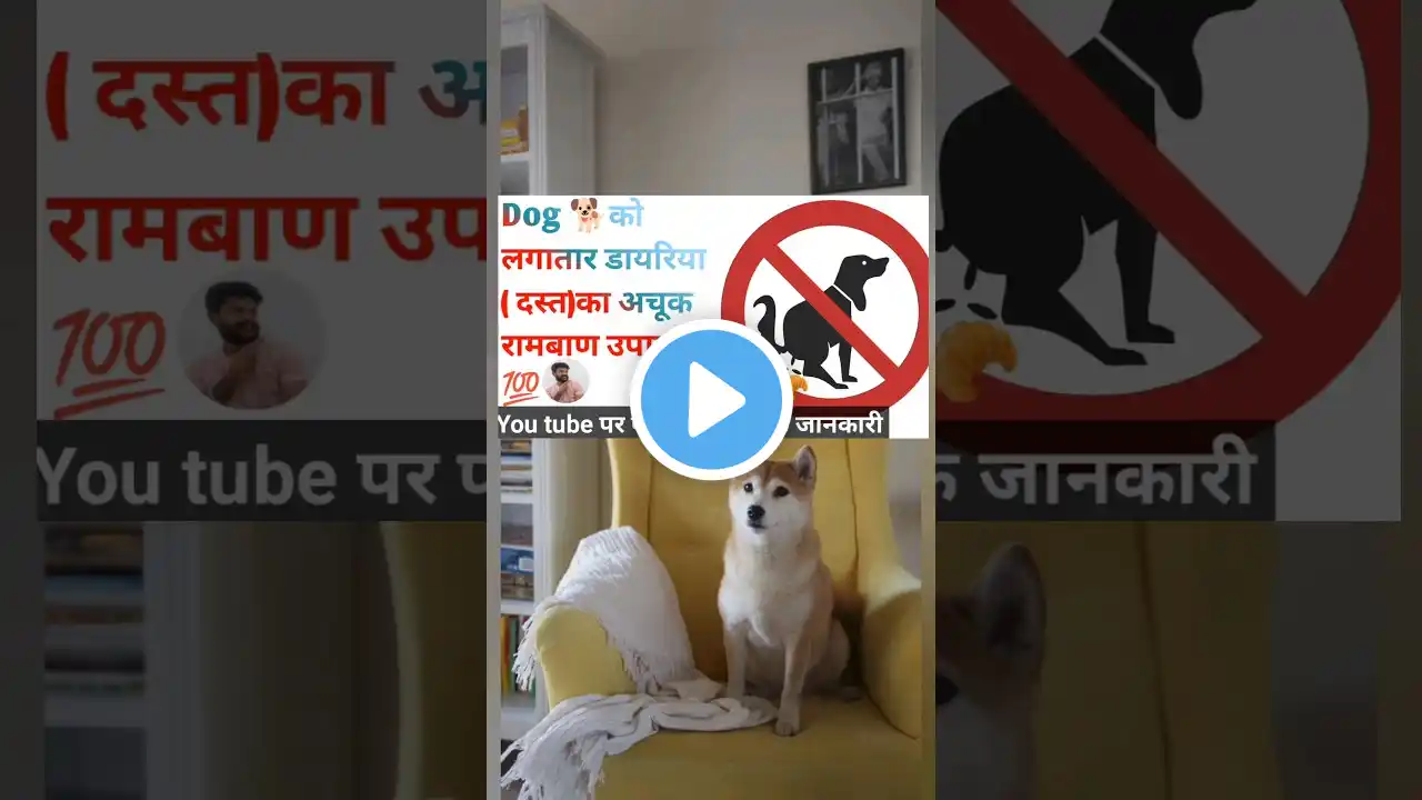 Dog को लगातार दस्त डायरिया की समस्या का अचूक रामबाण उपाय #dog #pet #puppy #trending #trend#vet #love