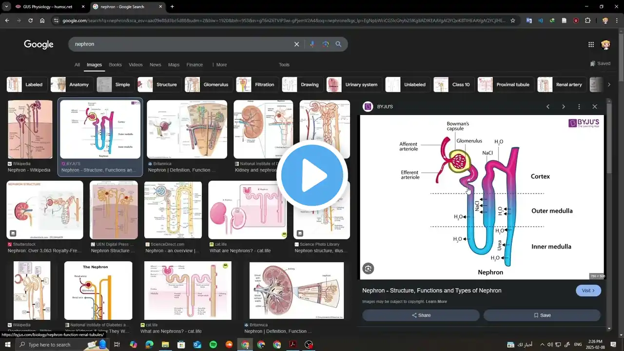 Physiology Lecture 1, GU