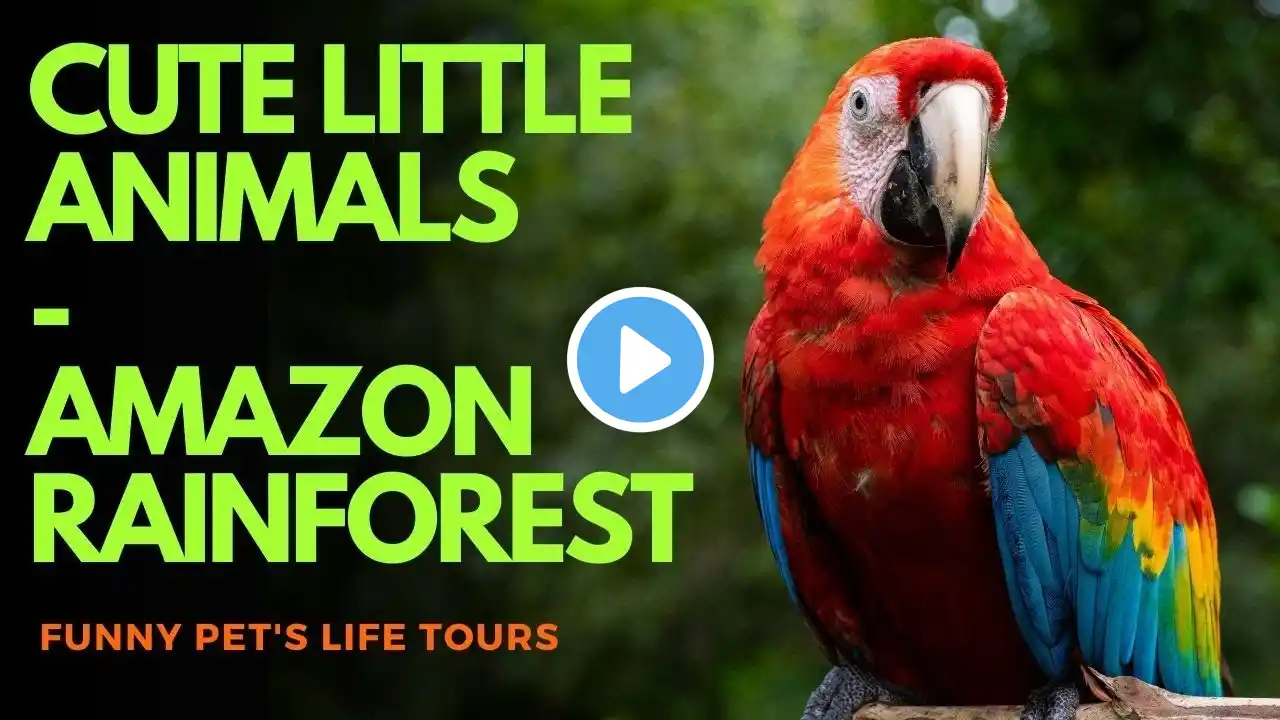 Cute little animals π - Bird, Dog, cat, chicken, elephant, cow, tortoise, eagle - amazon rainforest
