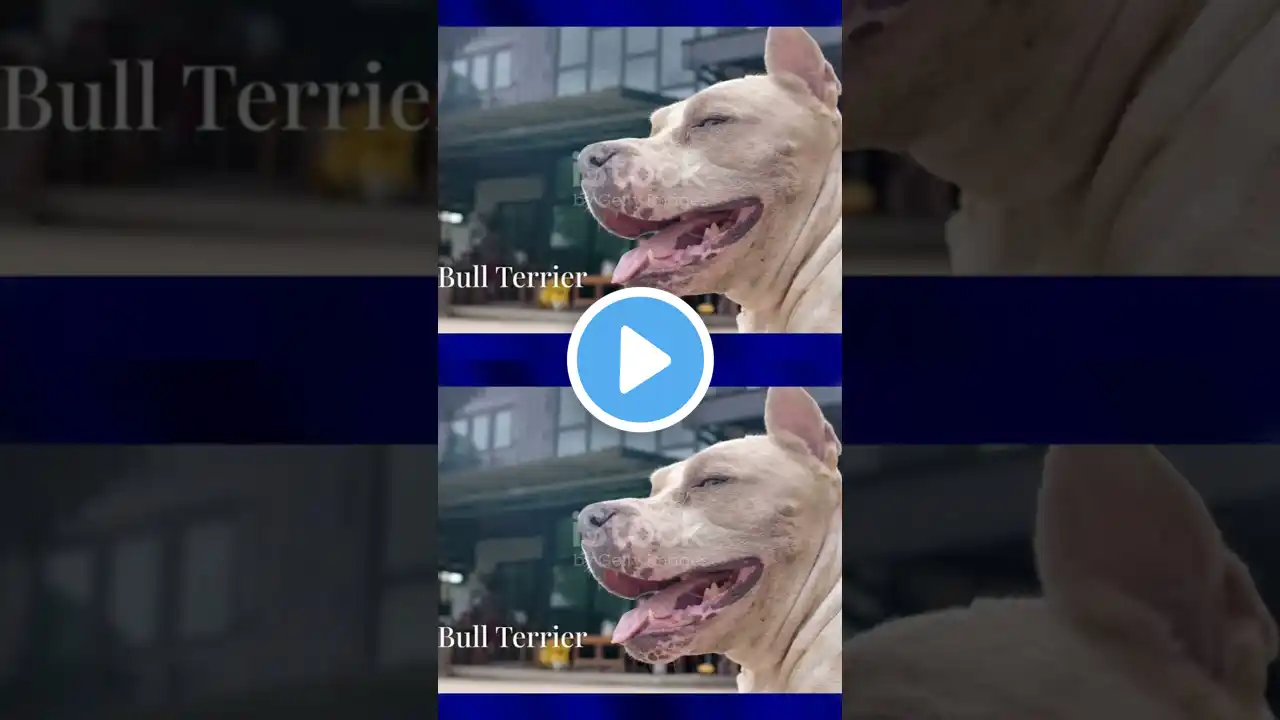 The Most Dangerous Dog Breeds