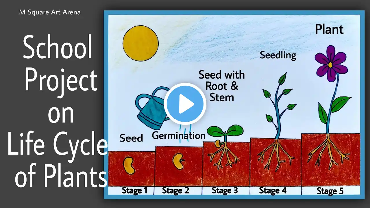 School Project Drawing on Life Cycle of Plants | Drawing for Students | Easy Drawing |