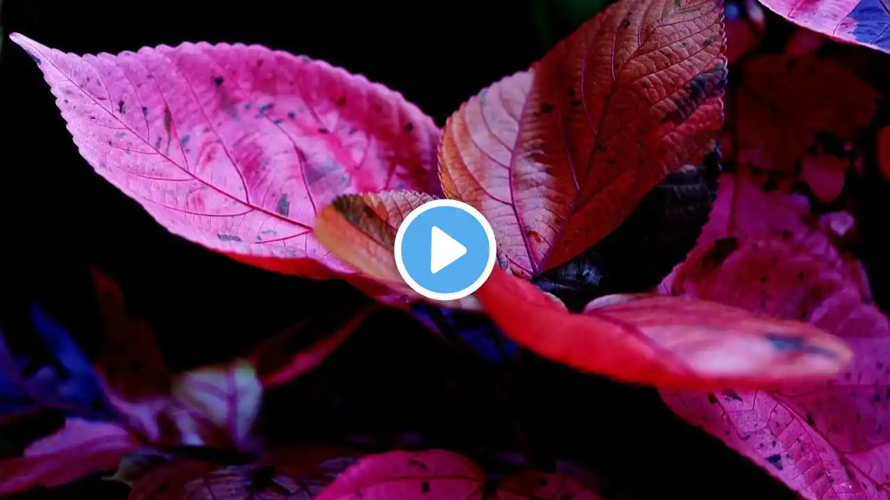 The Ultimate 10-Minute Meditation Video for Deep Relaxation#mellowmusic