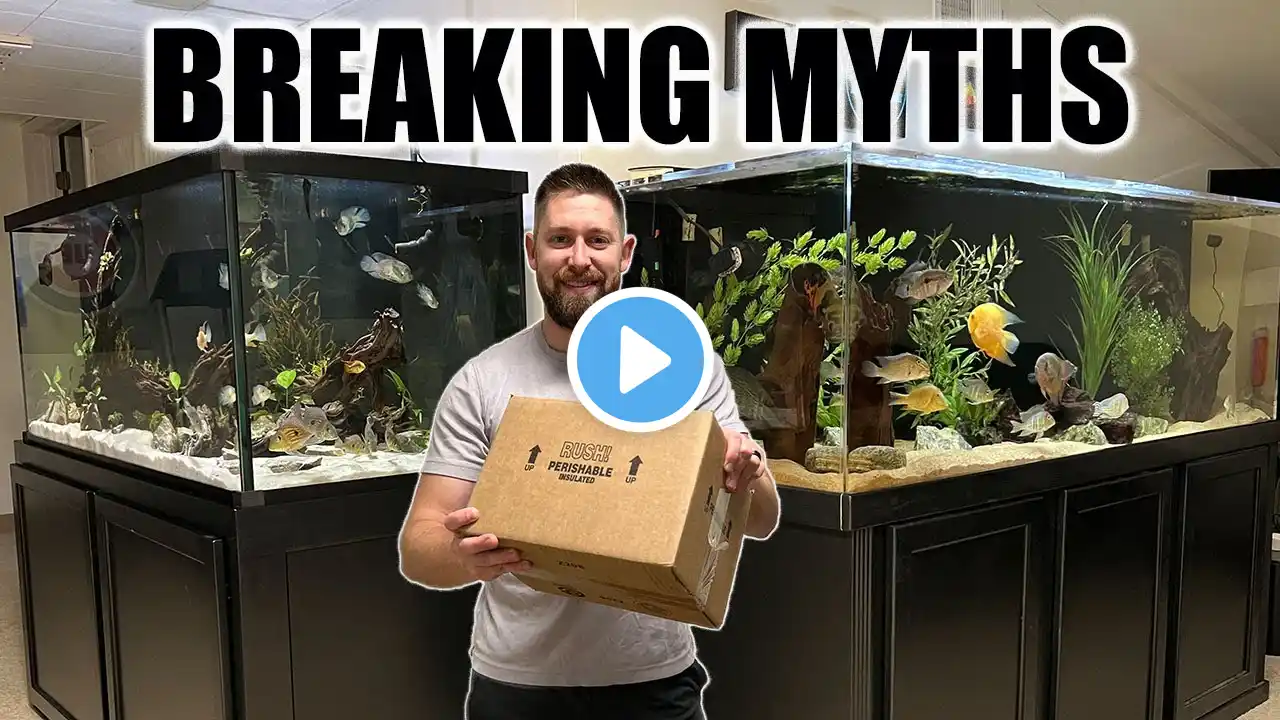 Why You Need to Order Aquarium Fish Online