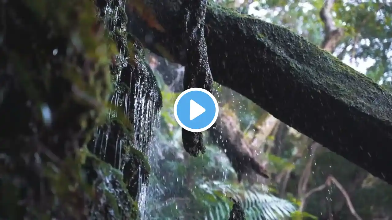 Gentle Rain Sounds for Sleep & Smooth Wind Chimes | RELAX & MEDITATION | Light Rain ,
