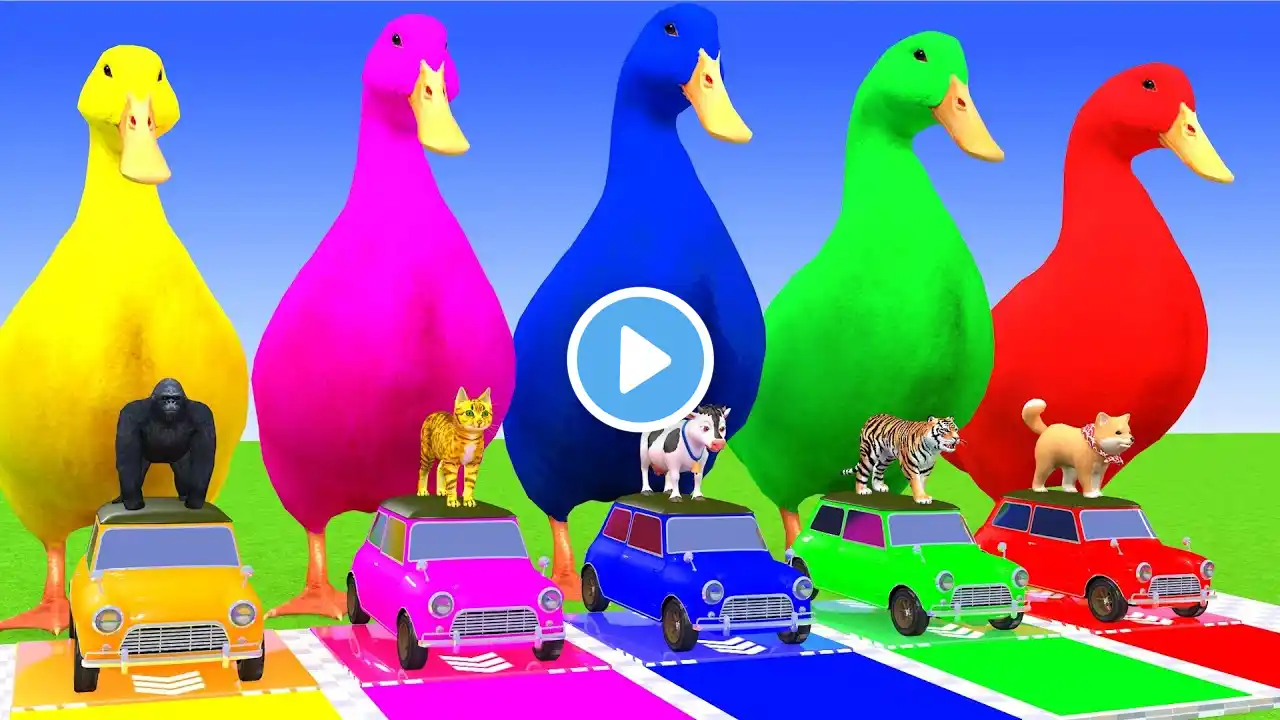 5 Giant Duck Cartoon,Cow,Elephant,Tiger,Lion,Dinosaur,Paint Wild Animals Crossing Fountain Animation