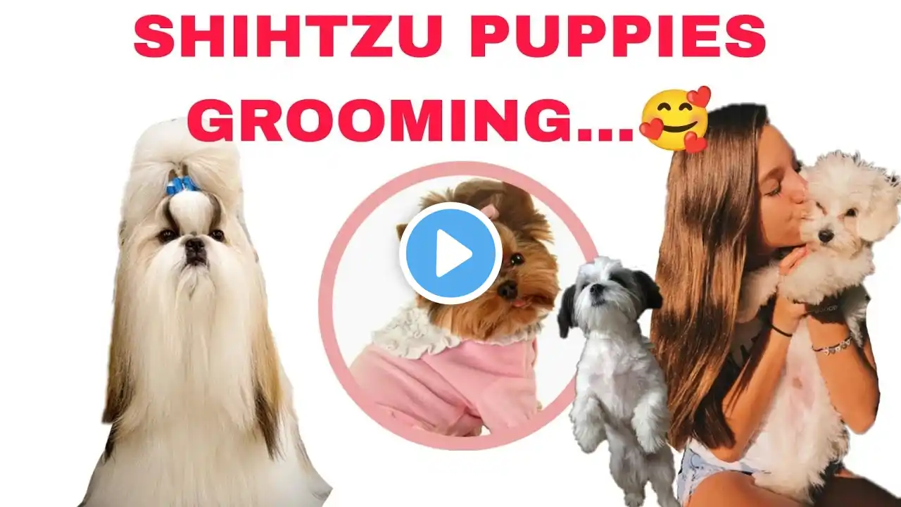 A beautiful haircuts shih tzu - How to groom shih tzu?