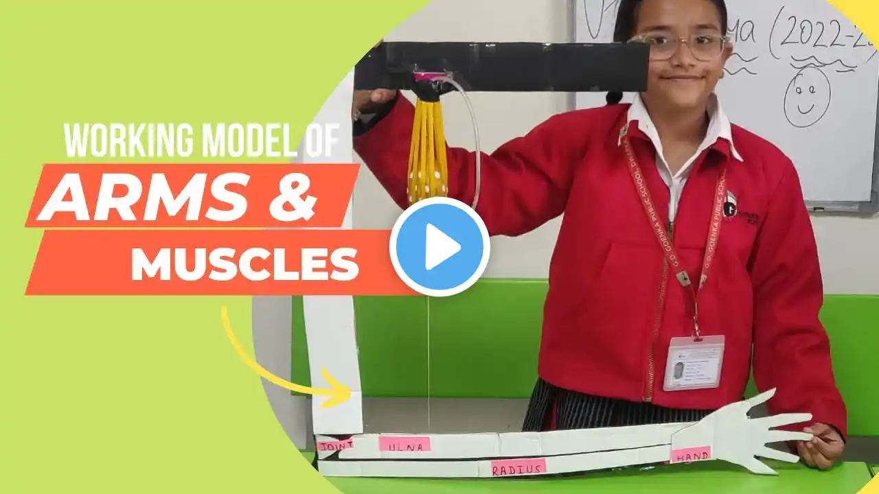 Working model of Arms and Muscles /My School Science Project / Easy method to make arms muscles