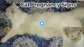 a Cat Pregnancy Symptoms and Signs | How to know if your Cat is Pregnant