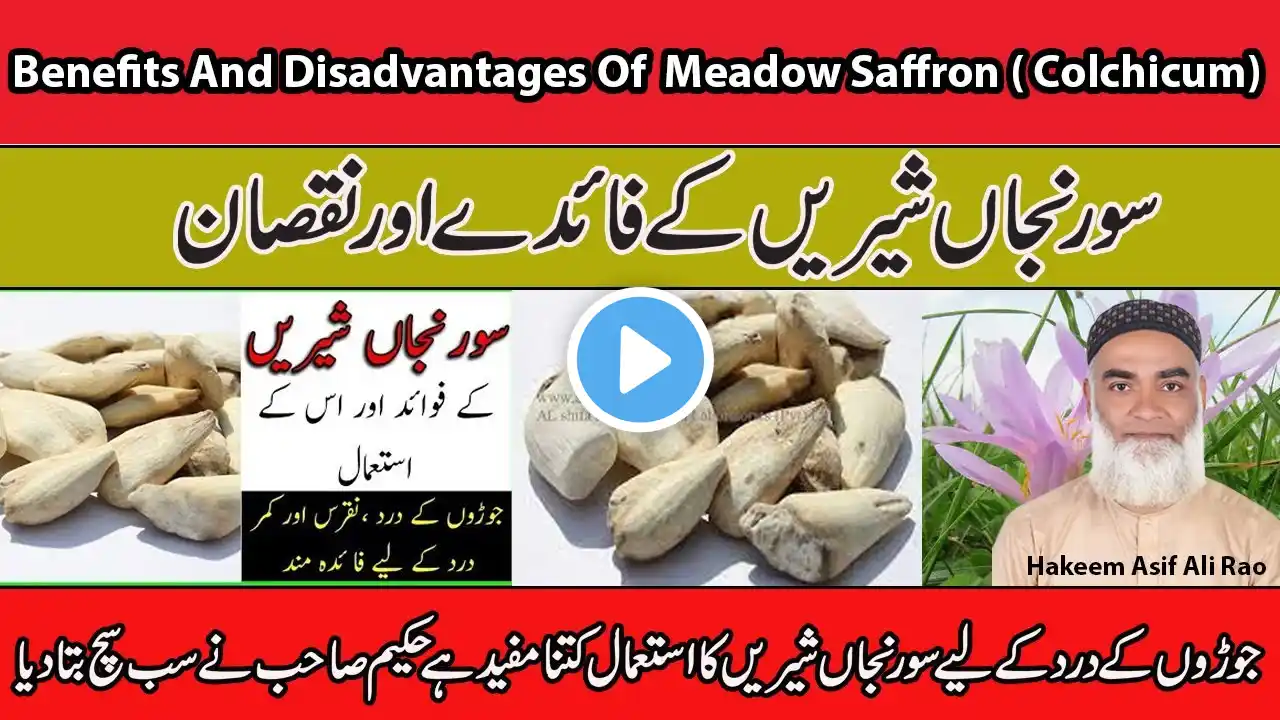 | Benefits And Disadvantages Of  Meadow Saffron ( Colchicum) | Suranjan Shirin Ke Fayde Aur Nuqsaan