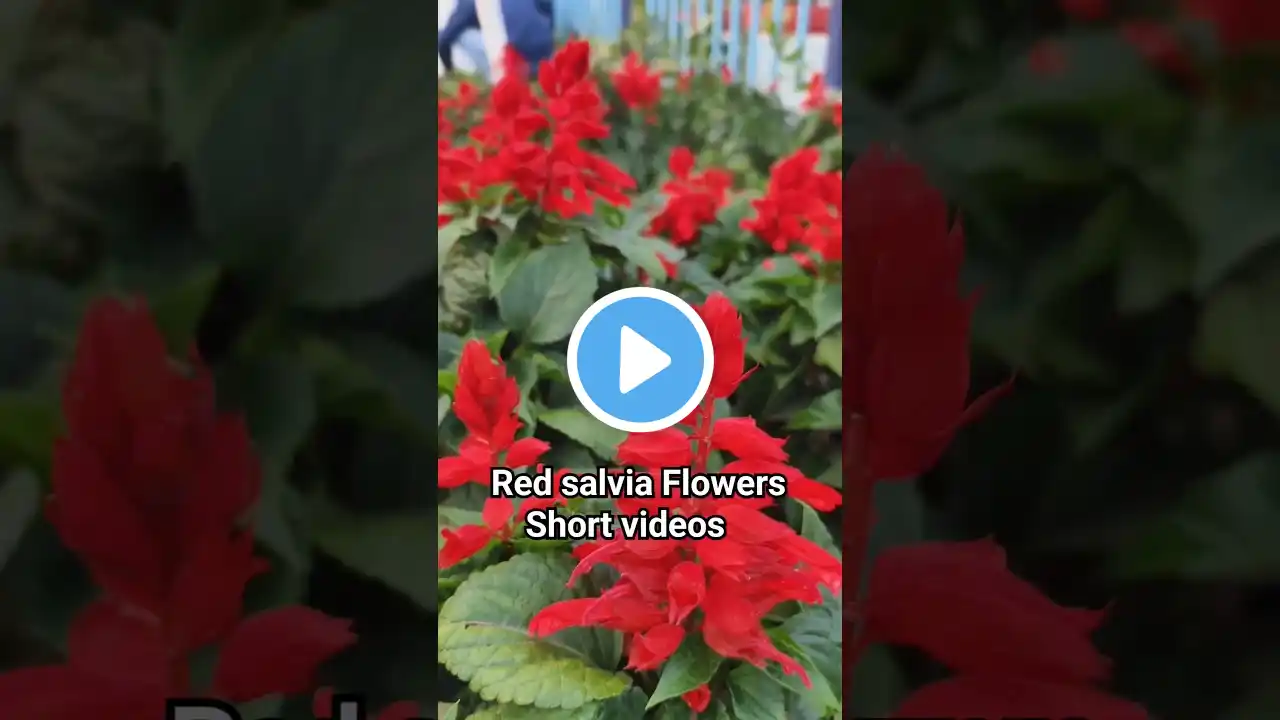 Red Salvia Flower plant shorts videos.#shortvideo #flowers#rose #planting #plants #garden #gardening