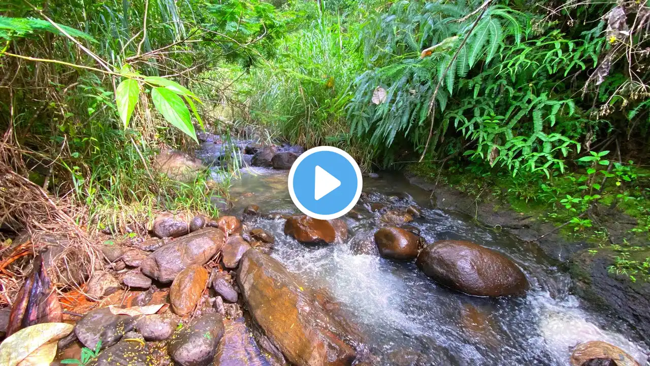 Relaxing Water Sounds with Soothing Stream Over Smooth & Dark River Stones to Instant Beat Insomnia