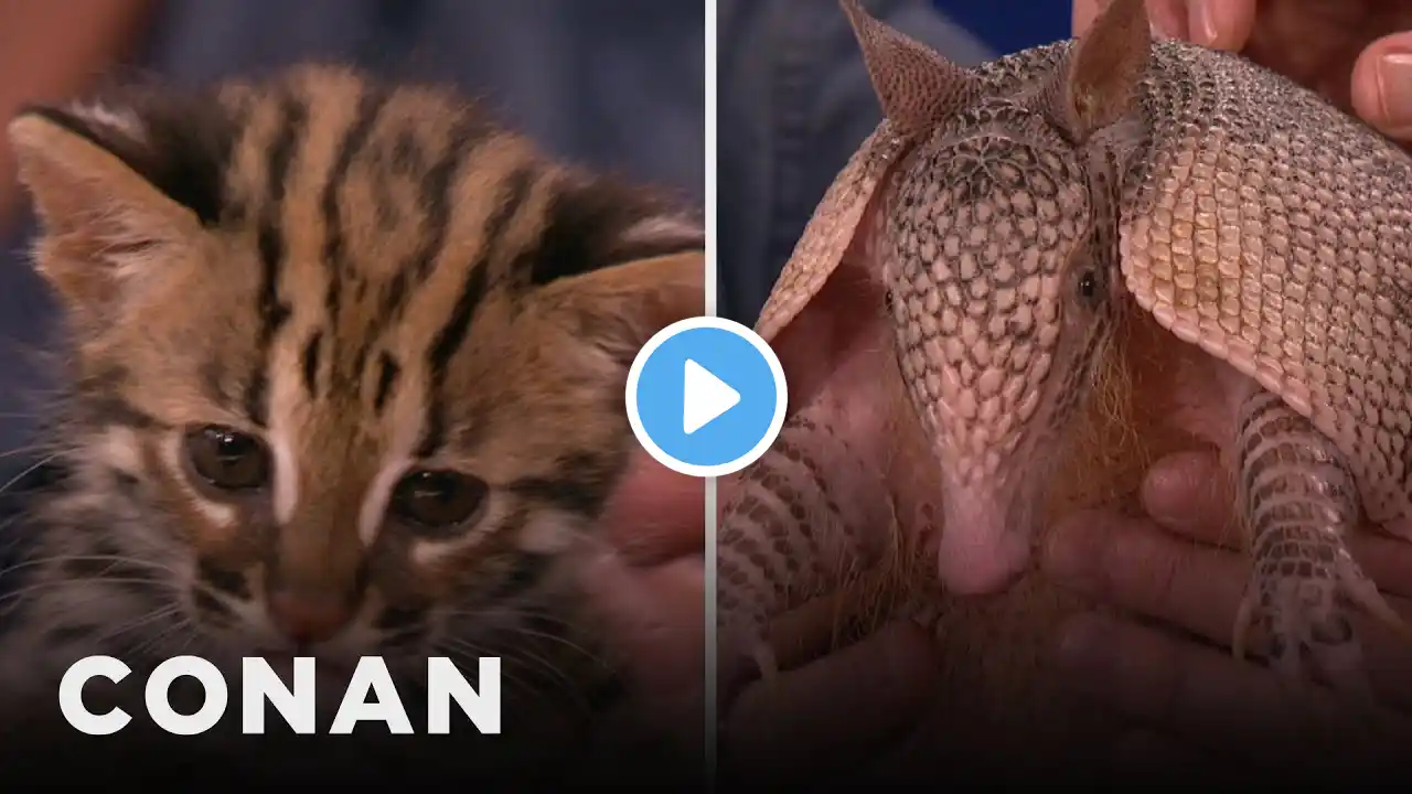 Animal Expert David Mizejewski: Asian Leopard Cat Kitten & Nine-Banded Armadillo | CONAN on TBS