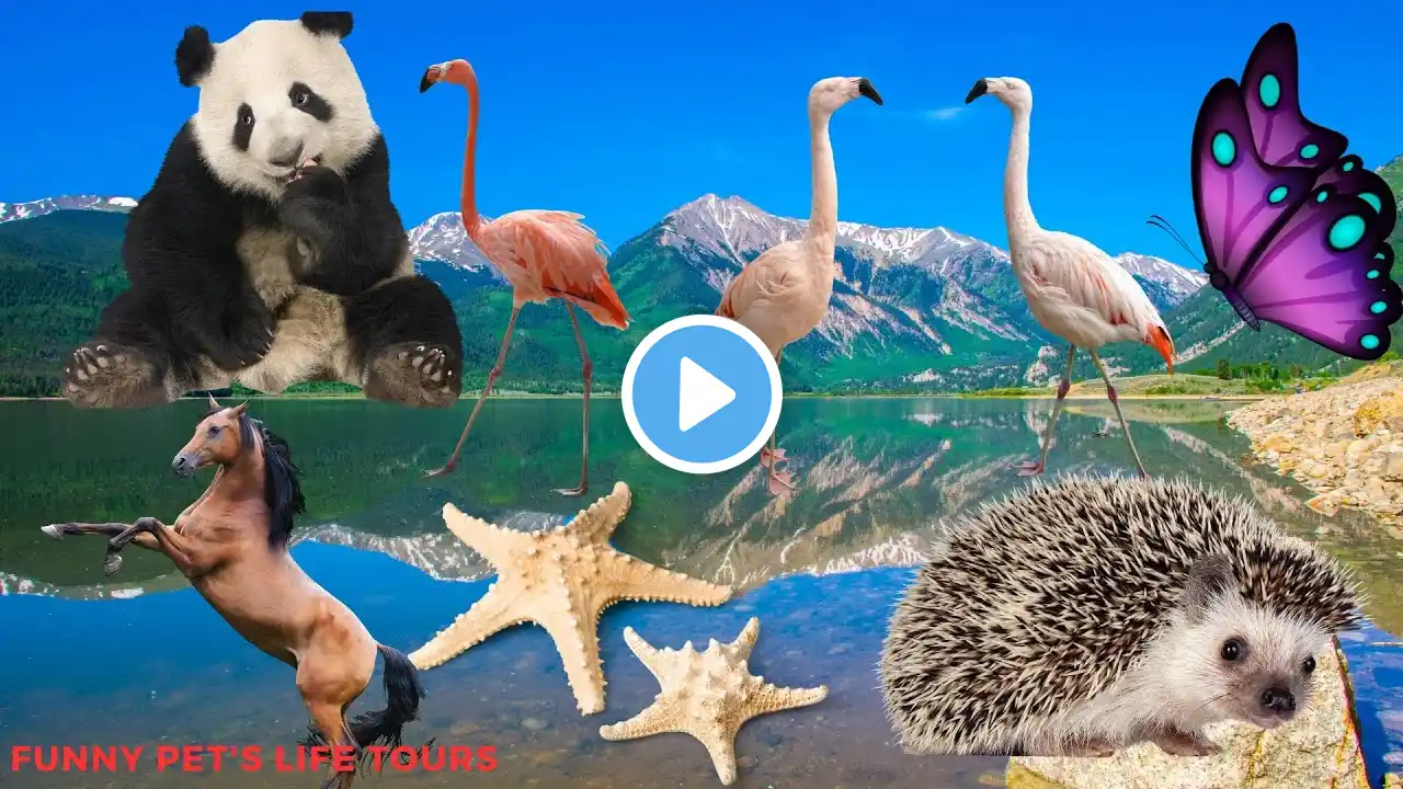 The most naughty animals: elephant, dog, monkey, cat, pig, cow - Cute little animals - Dog, flamingo