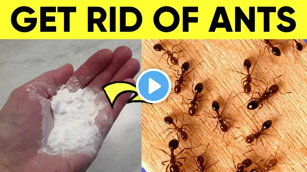 A Natural Way to Get Rid of Ants in House Permanently (In 1 Minute)