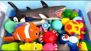 Learn Sea Animal Names & Facts for Babies Toddlers Kids at the Stream: Crab Crocodile Sharks Octopus