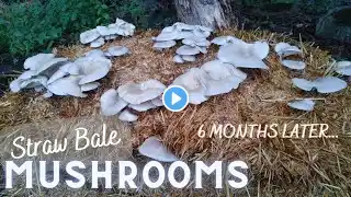 How To Grow Mushrooms Outdoors! |6 Month UPDATE|