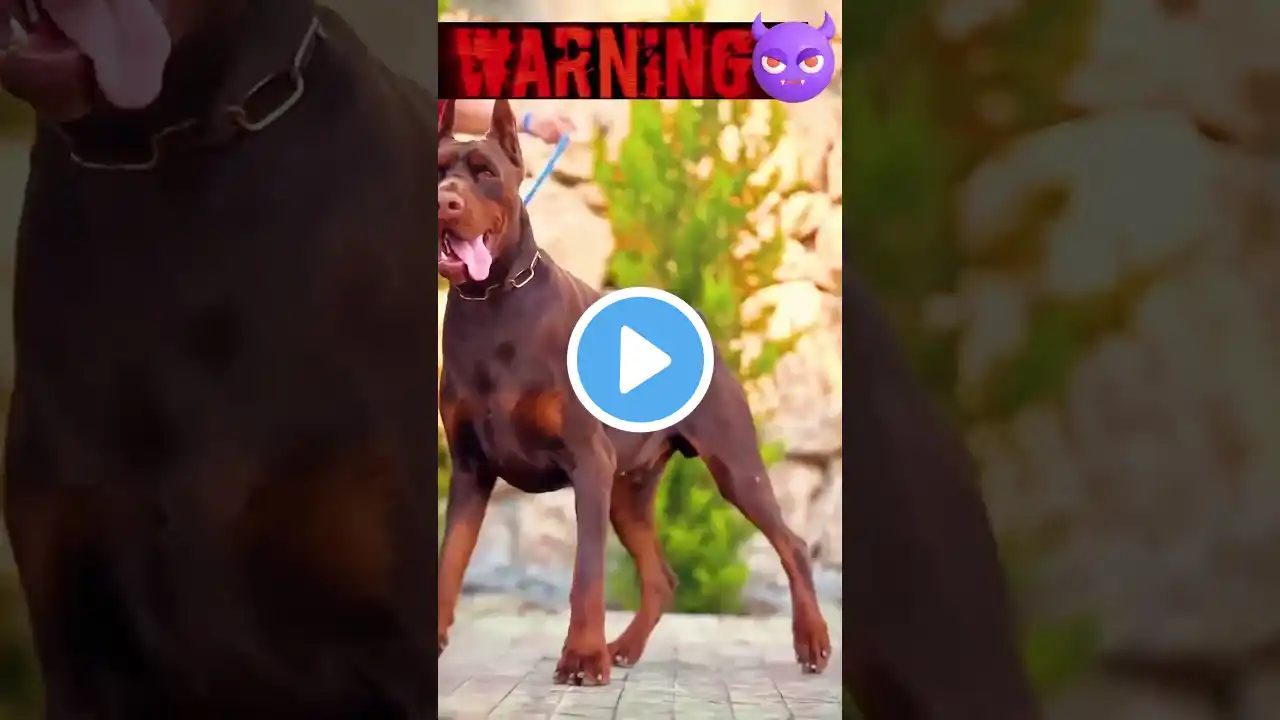 दुनियां के सबसे बाफादार कुत्ते | Strongest dog breeds 💀👿👀 #bestbreed #guarddogbreeds #shorts