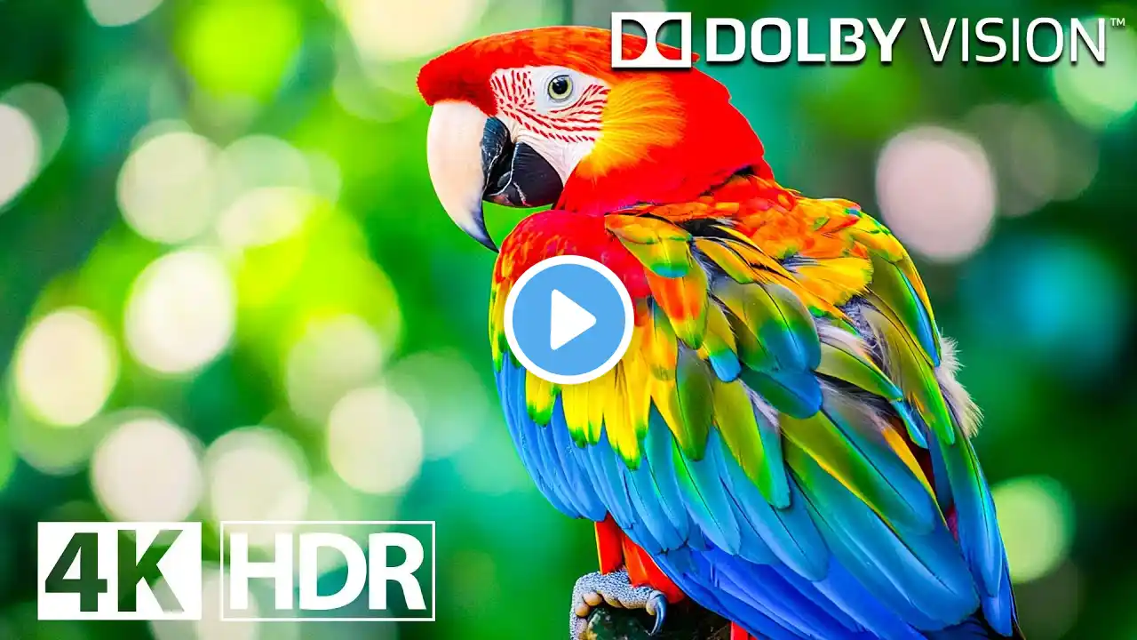 The Beauty of Bird in 4K VIDEO ULTRA HD - DOLBY VISION [HDR VIDEO]