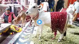 Radhe krishna #shortsvideo #shorts #radhakrishna #youtubeshorts #bhakti #bhajan #trend #song #love