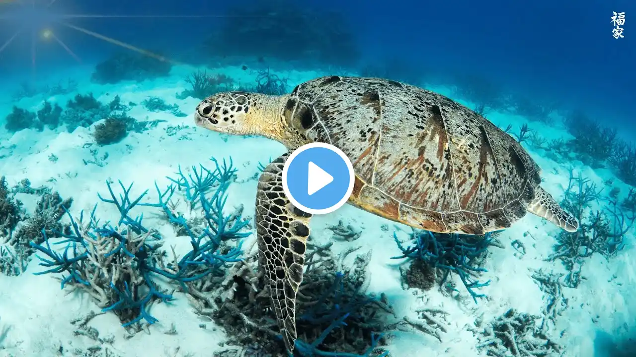 [NEW] 24H Stunning 4K Underwater Wonders - Relaxing Music | Coral Reefs, Fish & Colorful Sea Life