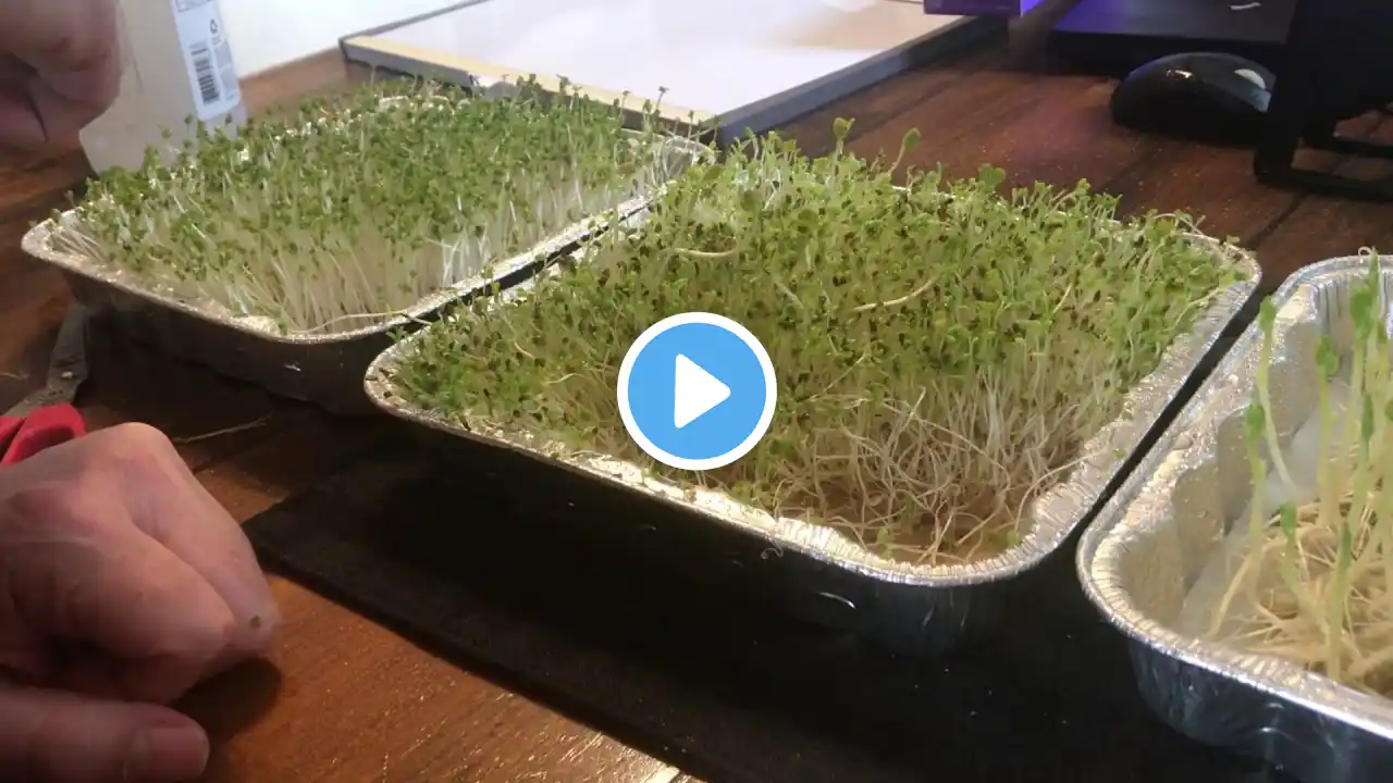 Microgreens grow - Batch 1 Day 8 Harvest Day!