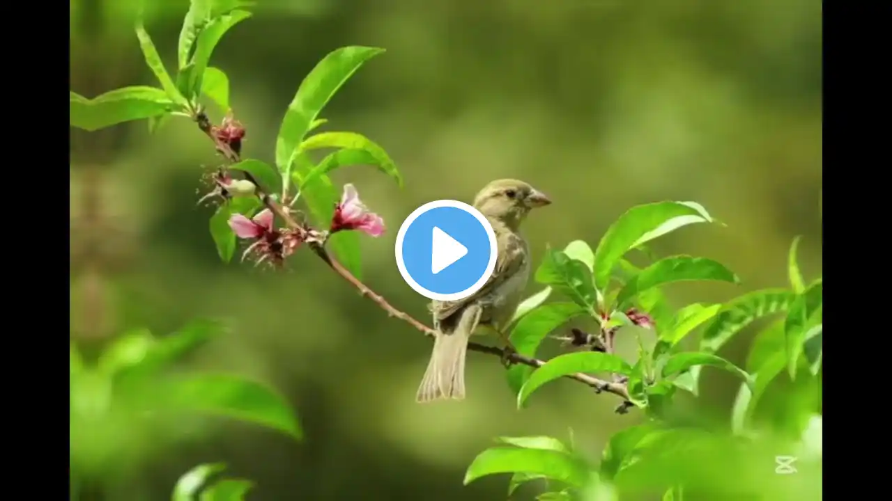 Forest Birdsong Nature Sounds Relaxing Bird Sounds for Sleeping Calming Birds Chirping Ambience