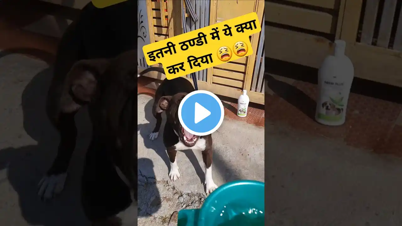 इतनी ठण्डी में ये क्या कर दिया 😫 #pitbull #dog #viral #trending #shorts