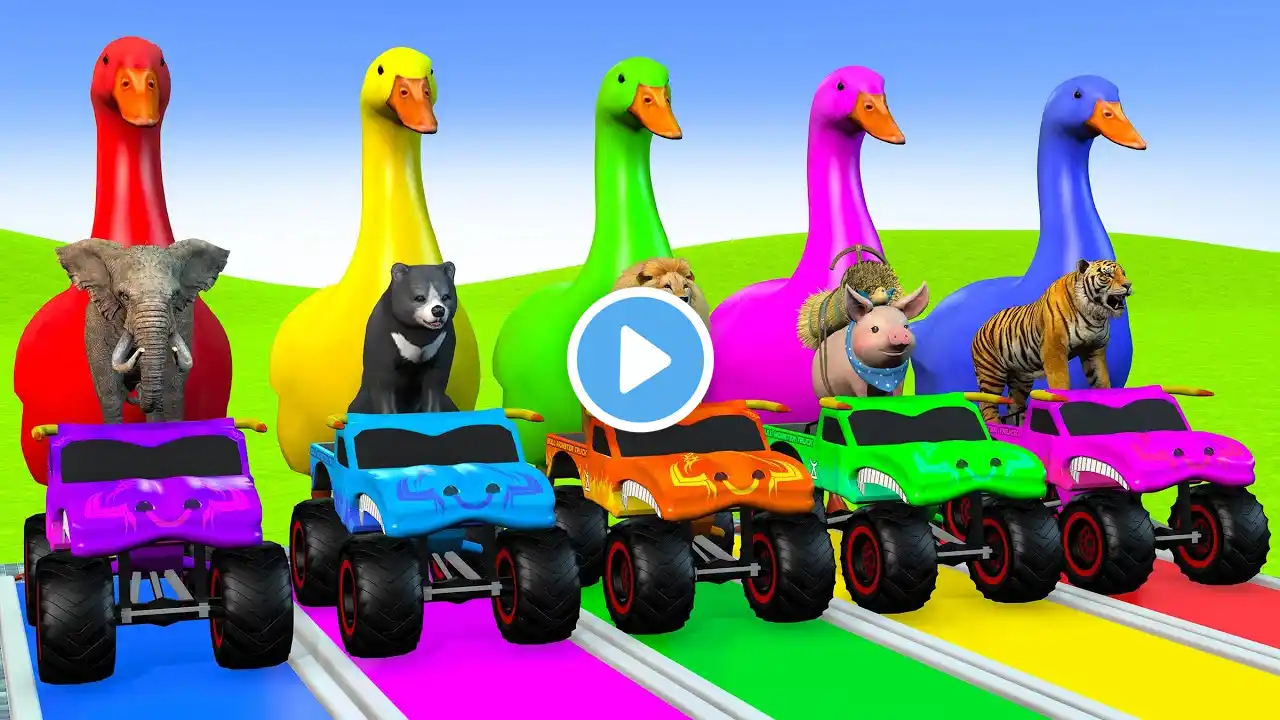 5 Giant Duck Cartoon,Cow,Elephant,Tiger,Lion,Giraffe,Paint Wild Animals Crossing Fountain Animation