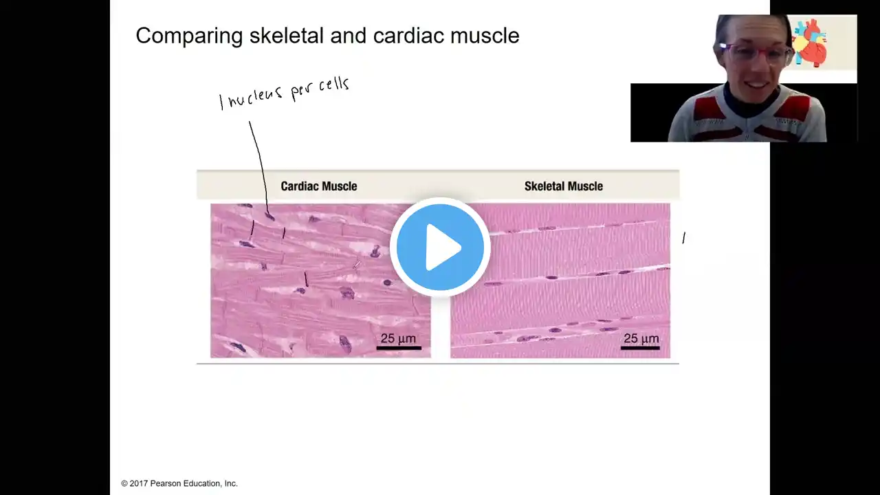 3.7 cardiac muscle