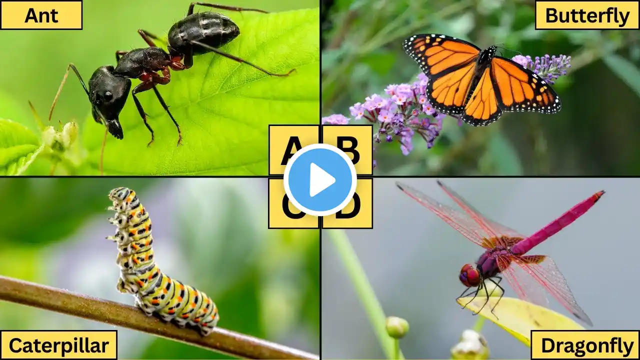 ABC Insects for Kids | Learn A-Z Insect Names and Fun Facts!