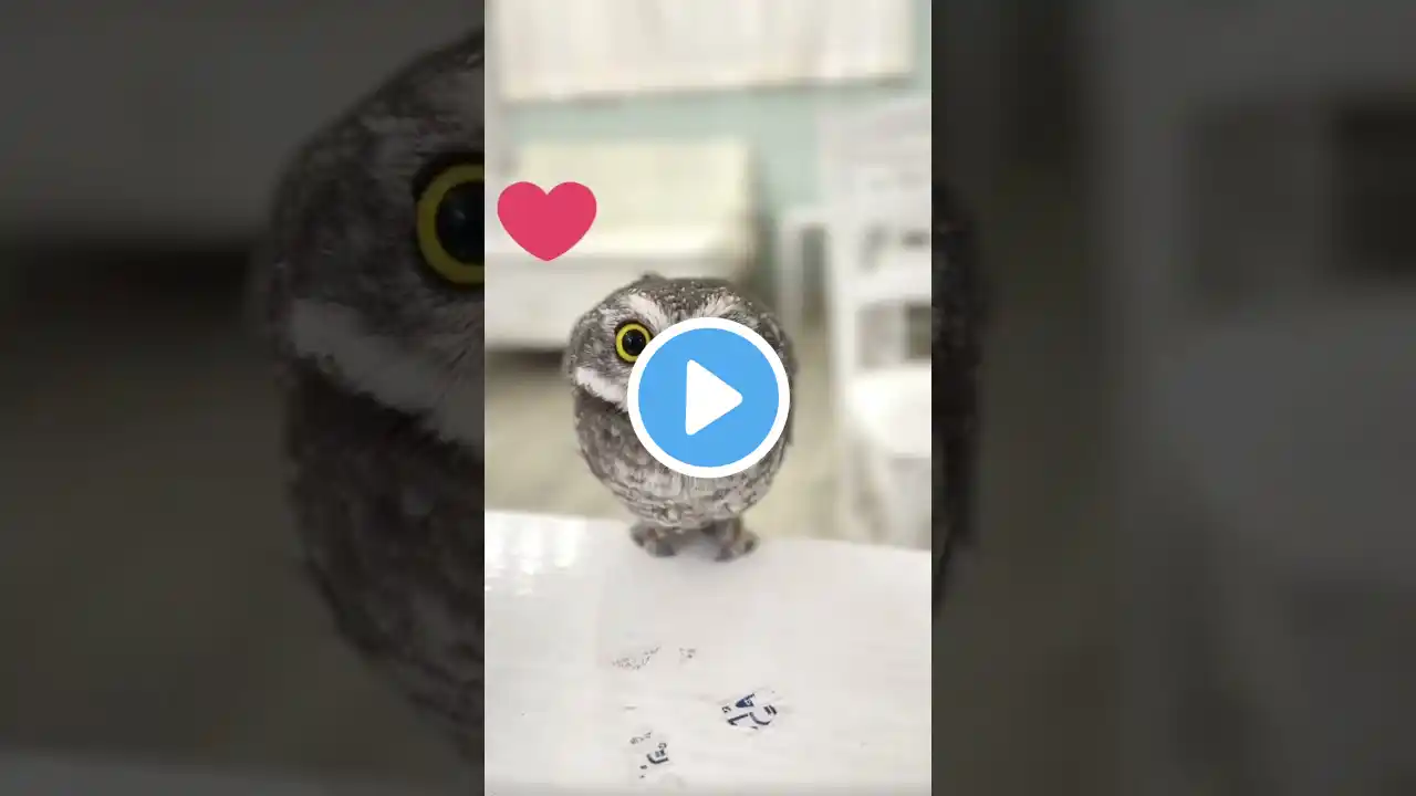 This man found a baby owl and this happened #shorts #adopt #owl #animals