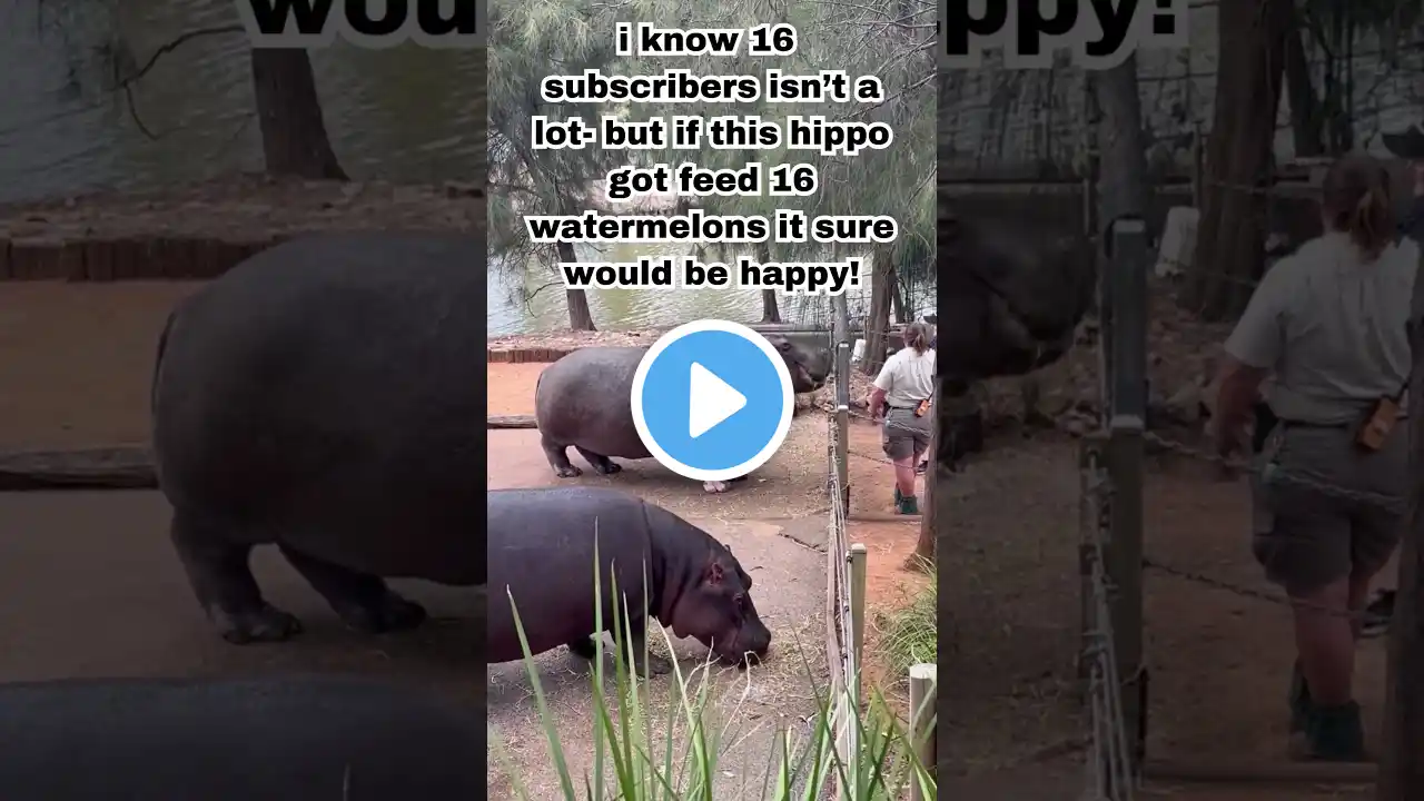 how much food can a hippo eat? #deepquestions #questions